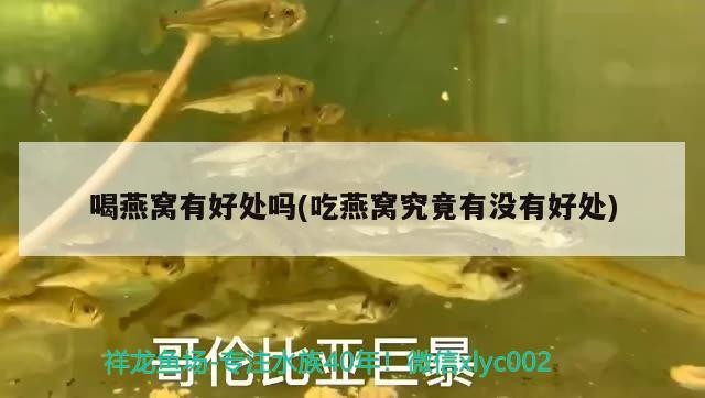銀龍魚的飼養(yǎng)方法，銀龍魚吃什么