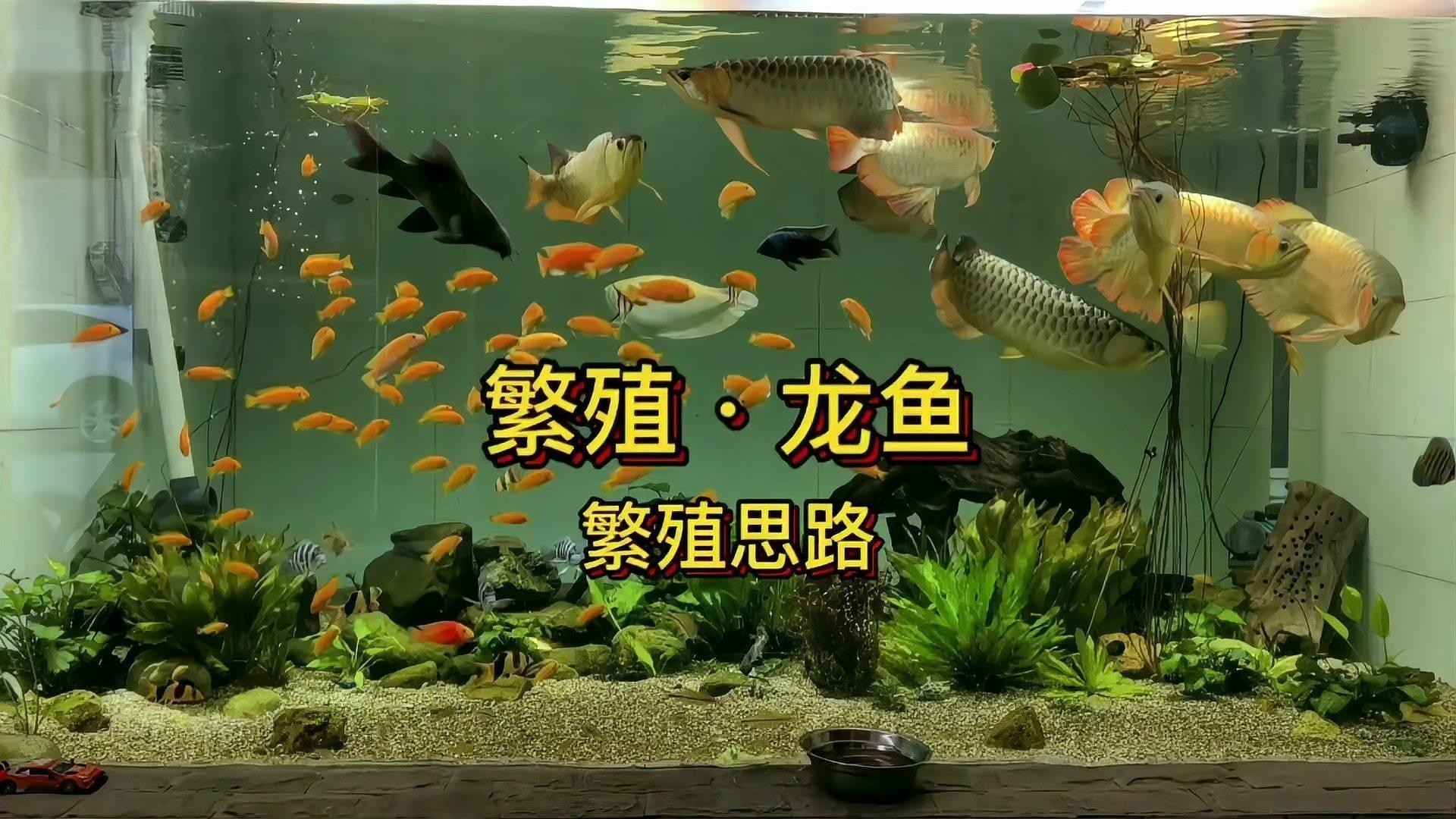 龍魚繁殖后如何照顧幼魚？ 龍魚繁殖后如何照顧幼魚？ 龍魚百科 第6張
