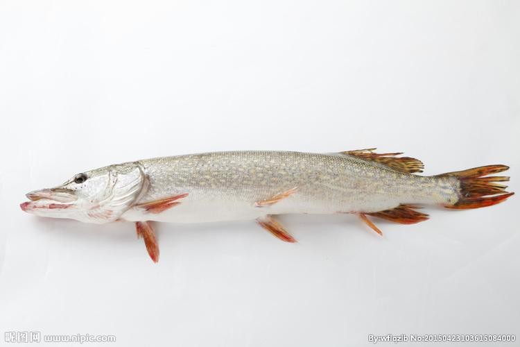 天山龍魚圖片欣賞大全高清