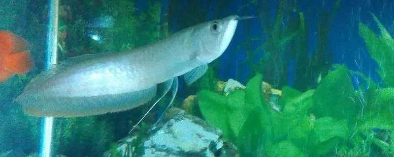 銀龍魚水溫波動應對策略：如何應對銀龍魚水溫波動