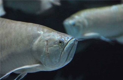 銀龍魚水溫波動應對策略：如何應對銀龍魚水溫波動