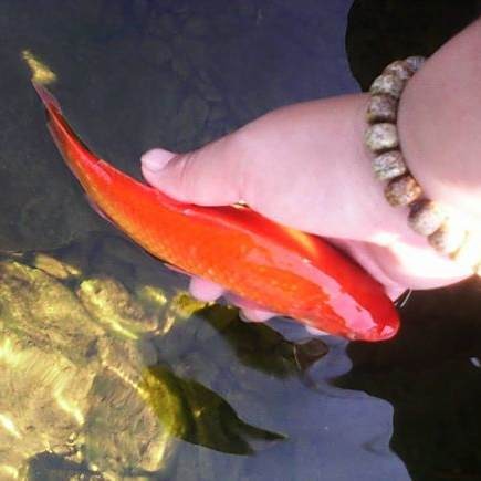 放生過魚的人不能再吃魚嗎