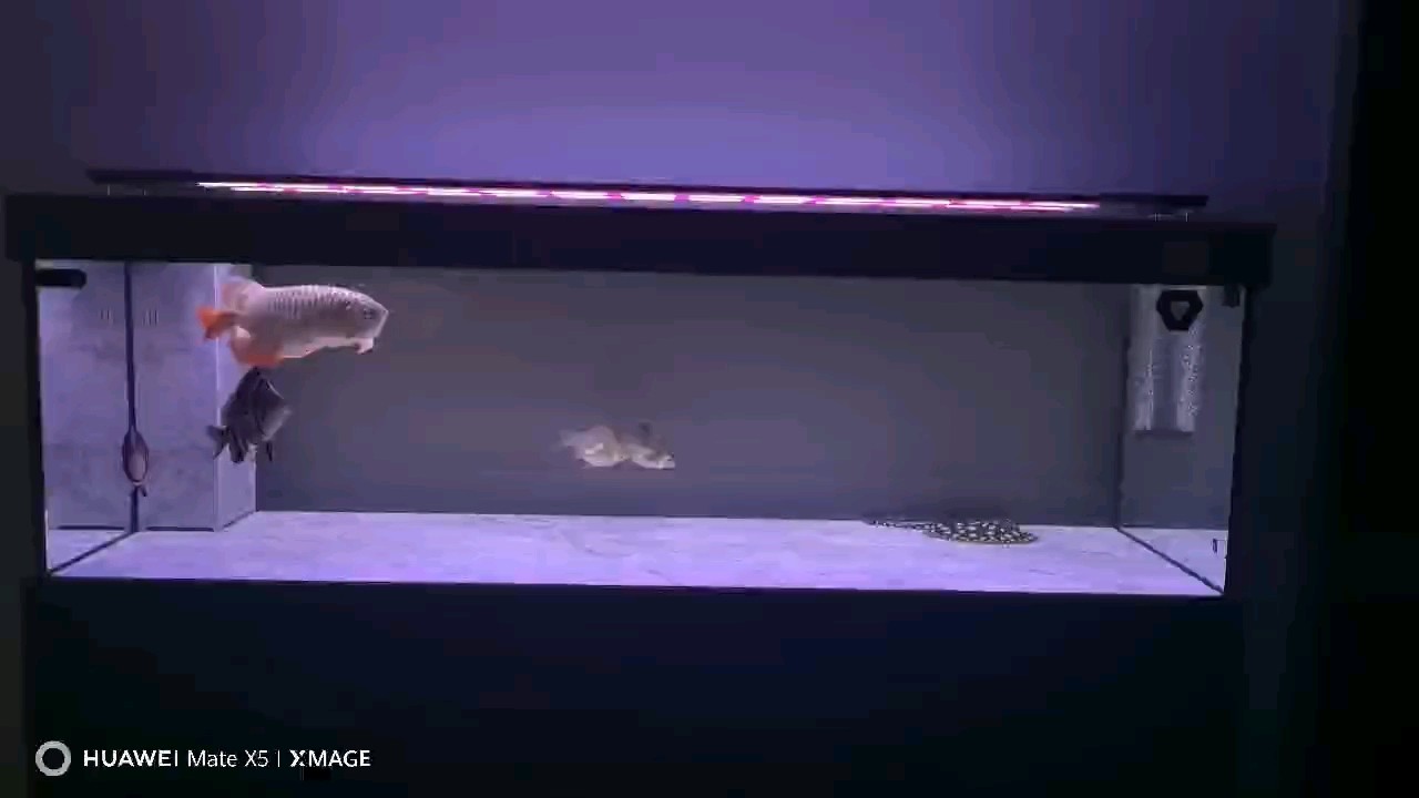 龍虎魟夜拍