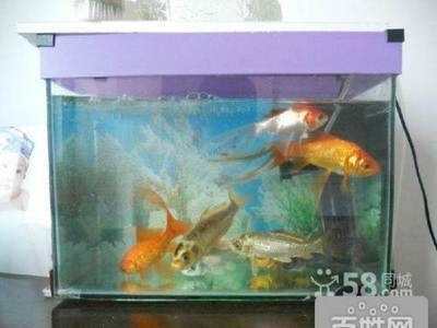 呼市最大的賣魚缸的市場在哪里呀（呼和浩特最大的賣魚缸的市場）
