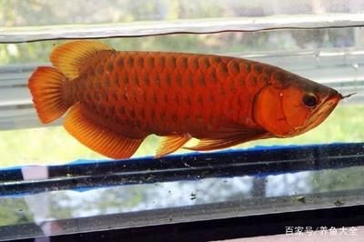 大紅龍是什么：《圣經·啟示錄》大紅龍代表著魔鬼撒旦