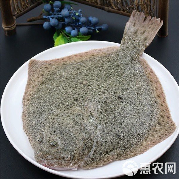 多寶魚多少錢一斤