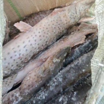 狗魚一般多少錢一斤 龍魚論壇 第2張 狗魚一般多少錢一斤 狗魚一般多少錢一斤 龍魚論壇 第2張