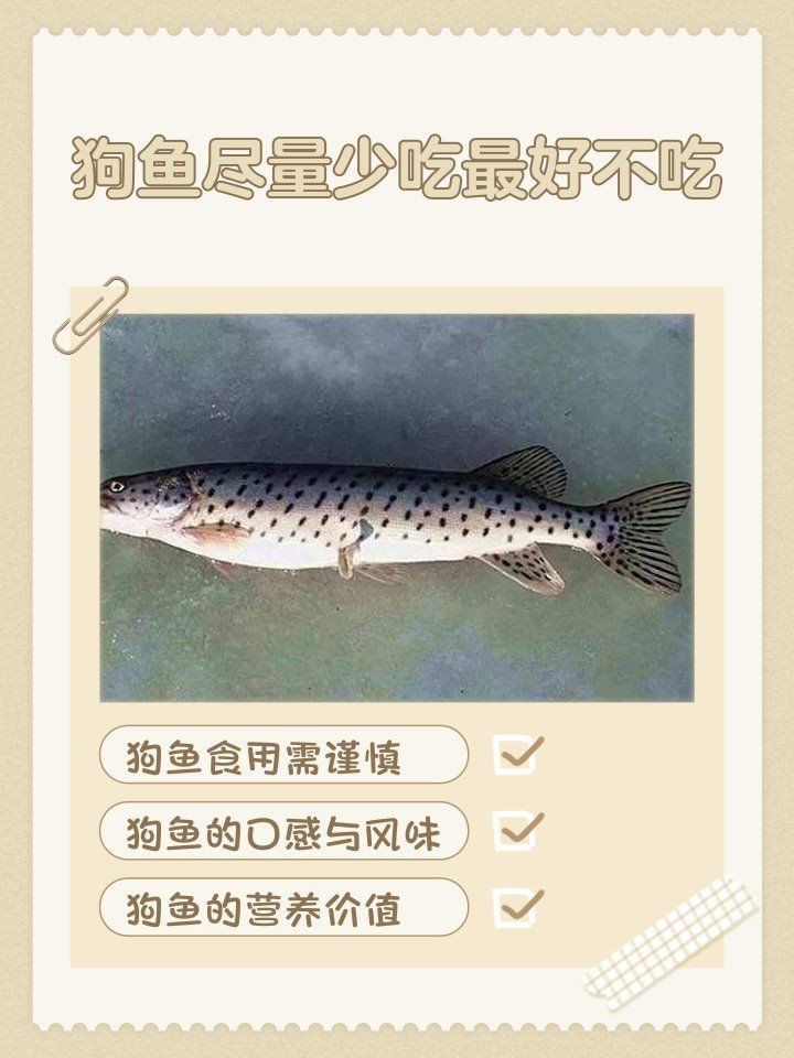 狗魚一般多少錢一斤 龍魚論壇 第3張 狗魚一般多少錢一斤 狗魚一般多少錢一斤 龍魚論壇 第3張