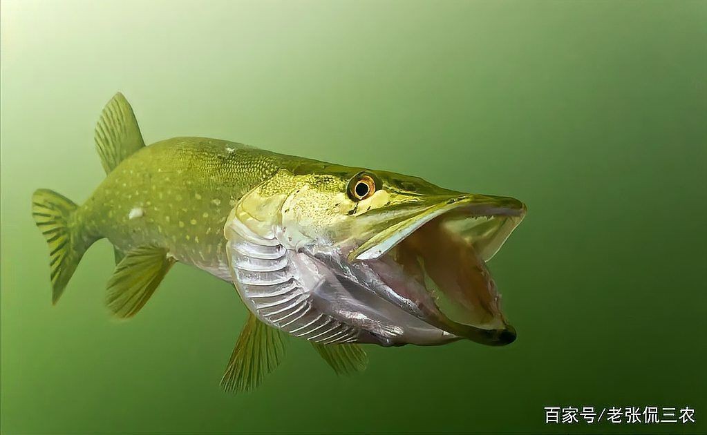狗魚一般多少錢一斤 龍魚論壇 第11張 狗魚一般多少錢一斤 狗魚一般多少錢一斤 龍魚論壇 第11張