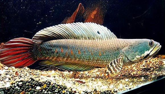 如何判斷紅龍魚是否達到繁殖年齡，如何判斷紅龍魚是否準備好繁殖