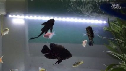 龍魚配地圖：龍魚與地圖魚的關系