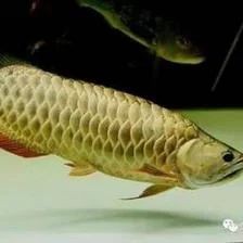 龍魚掉鱗一般要多久能恢復正常：龍魚掉鱗的恢復時間