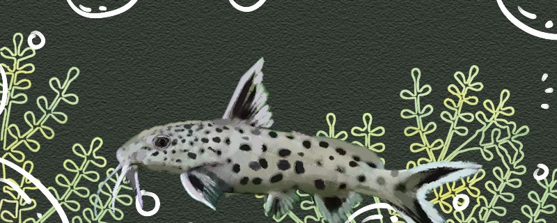 反游貓魚好養嗎怎么養