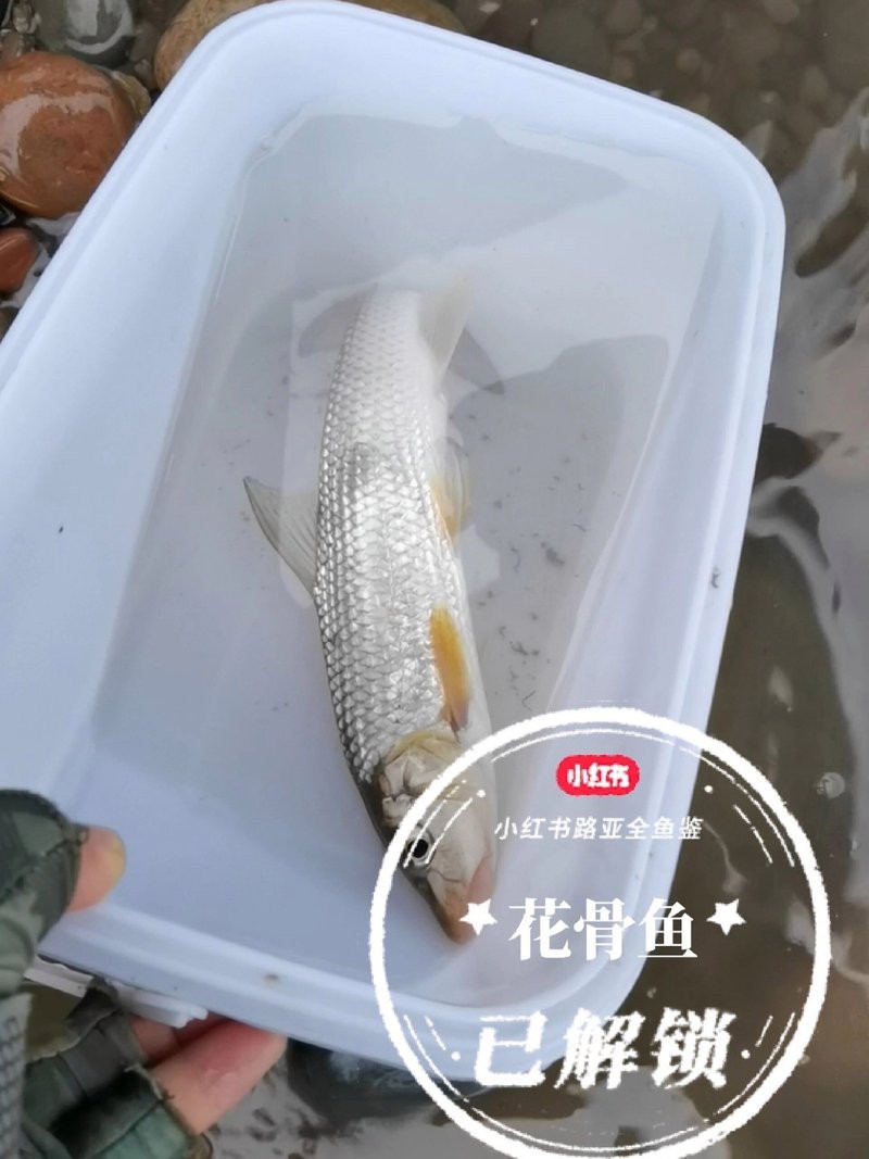 四川的土鳳魚叫什么