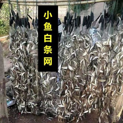 哪里可以買到高質(zhì)量的漁網(wǎng)？