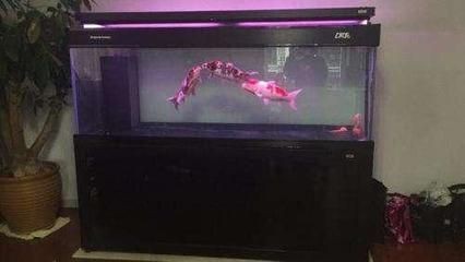 彩蝶魚缸生產廠家地址查詢（彩蝶魚缸品牌排行榜彩蝶魚缸購買指南水族用品行業(yè)發(fā)展趨勢）