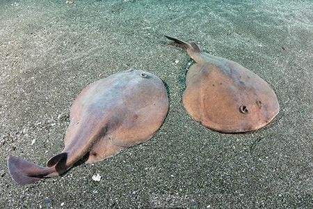 魚(yú)缸里加了凈水劑什么時(shí)候水質(zhì)清澈，魚(yú)缸里加了凈水劑：魚(yú)缸使用凈水劑后水變渾濁怎么辦