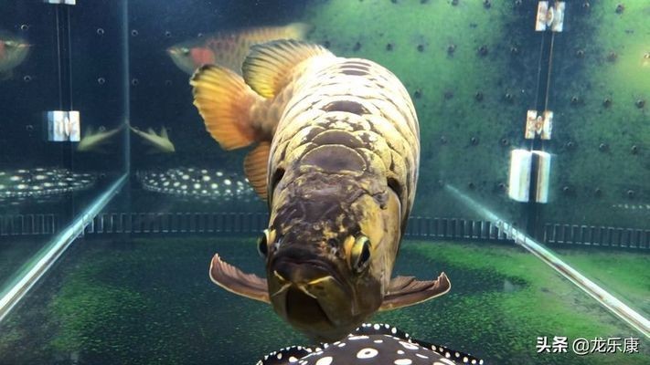 龍魚疾病的預防和治療視頻教程：龍魚常見疾病的預防和治療方法以及預防措施和治療方法