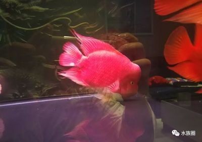 龍魚在魚缸底部不動為什么死了：龍魚在魚缸底部不動可能由多種原因引起龍魚趴缸自救 龍魚在魚缸底部不動為什么死了：龍魚在魚缸底部不動可能由多種原因引起龍魚趴缸自救 龍魚百科 第3張