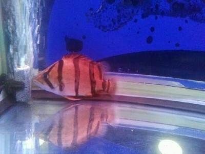 銀龍魚 巴西亞（銀龍魚和巴西亞是否適合混養，）