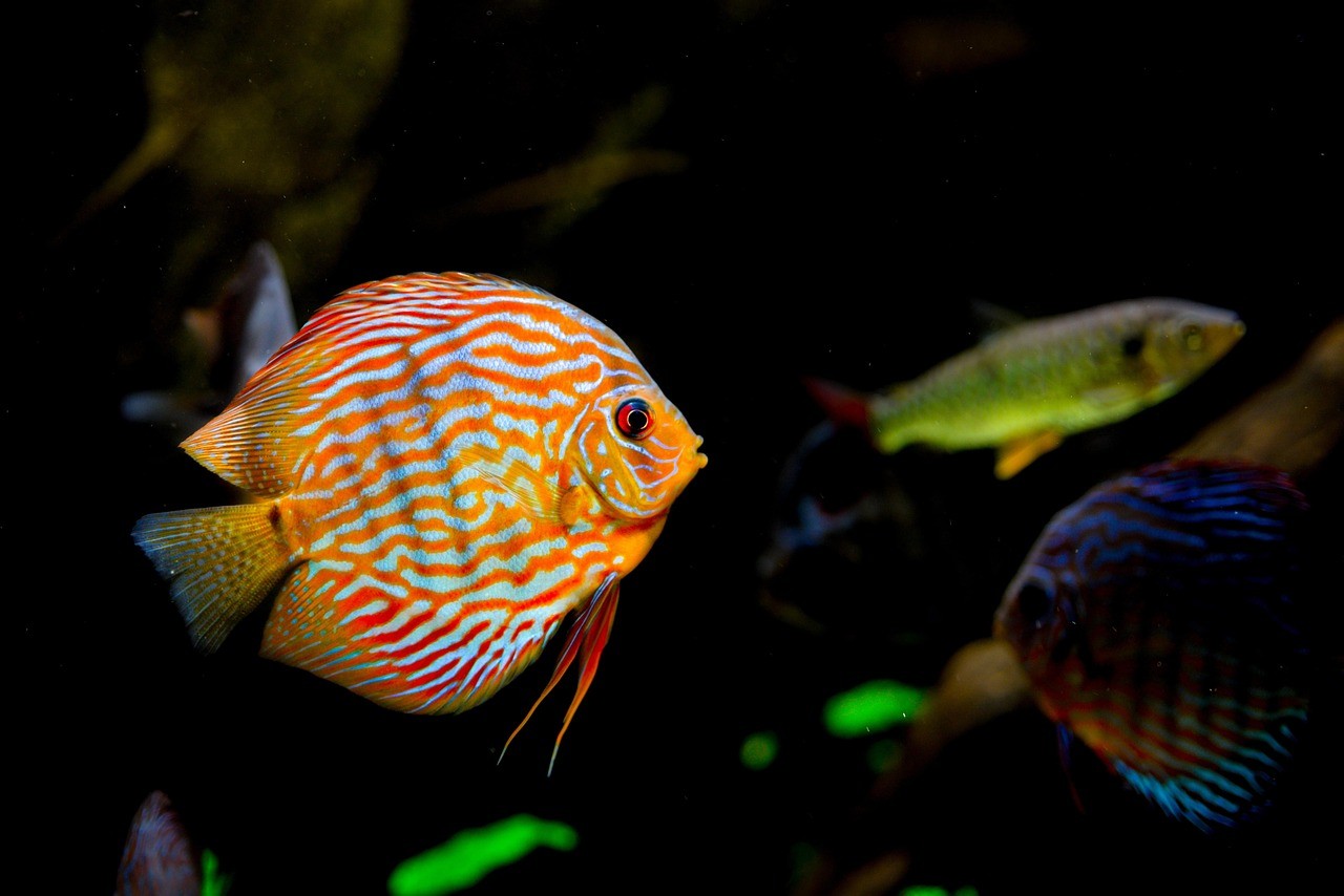 四大家魚(yú)混養(yǎng)魚(yú)最佳搭配