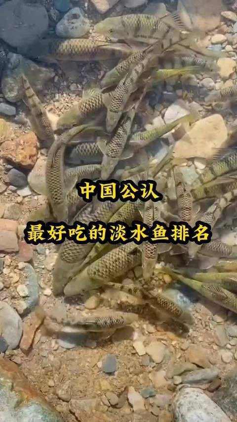 魚排行榜前十名