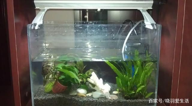 混養(yǎng)魚(yú)缸光照時(shí)間控制技巧