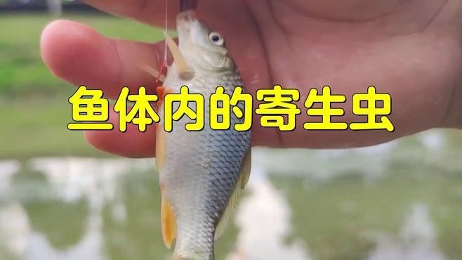 龍魚內寄生蟲有哪些常見類型？