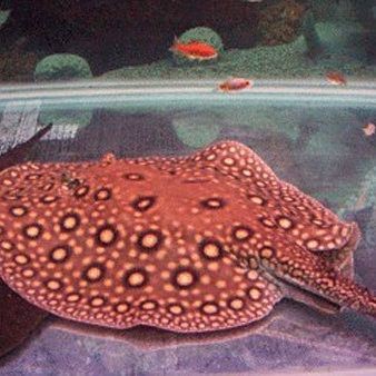 皇冠魟魚能長多大 龍魚論壇 第3張 皇冠魟魚能長多大 皇冠魟魚能長多大 龍魚論壇 第3張