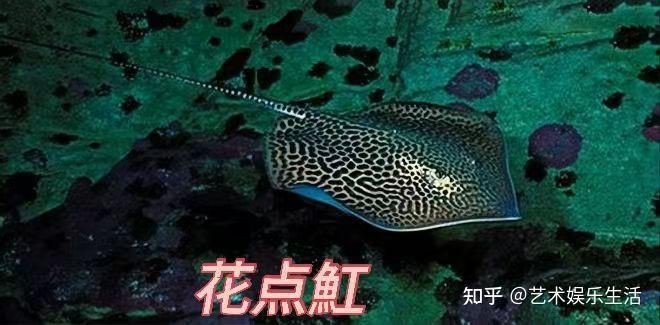 皇冠魟魚能長多大 龍魚論壇 第9張 皇冠魟魚能長多大 皇冠魟魚能長多大 龍魚論壇 第9張