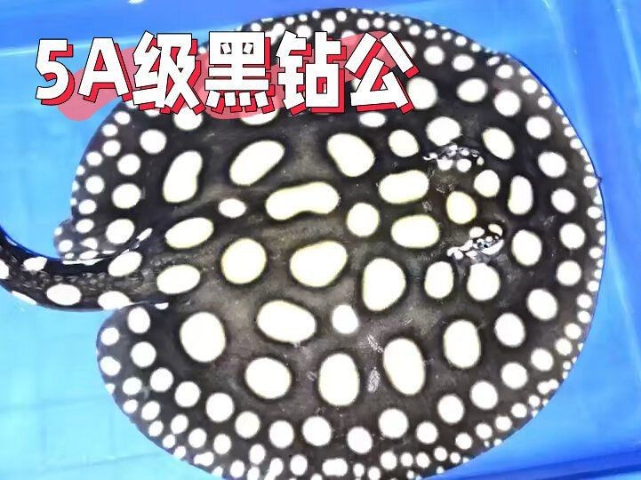 皇冠魟魚能長多大 龍魚論壇 第7張 皇冠魟魚能長多大 皇冠魟魚能長多大 龍魚論壇 第7張