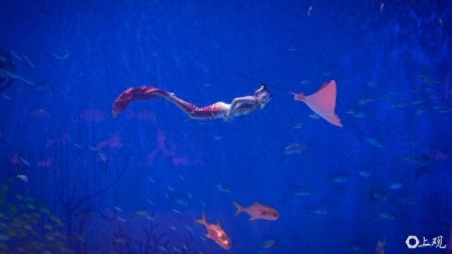上海龍魚比賽的地點在哪里? 2025長城杯龍魚大賽 第11張 上海龍魚比賽的地點在哪里? 上海龍魚比賽的地點在哪里? 2025長城杯龍魚大賽 第11張