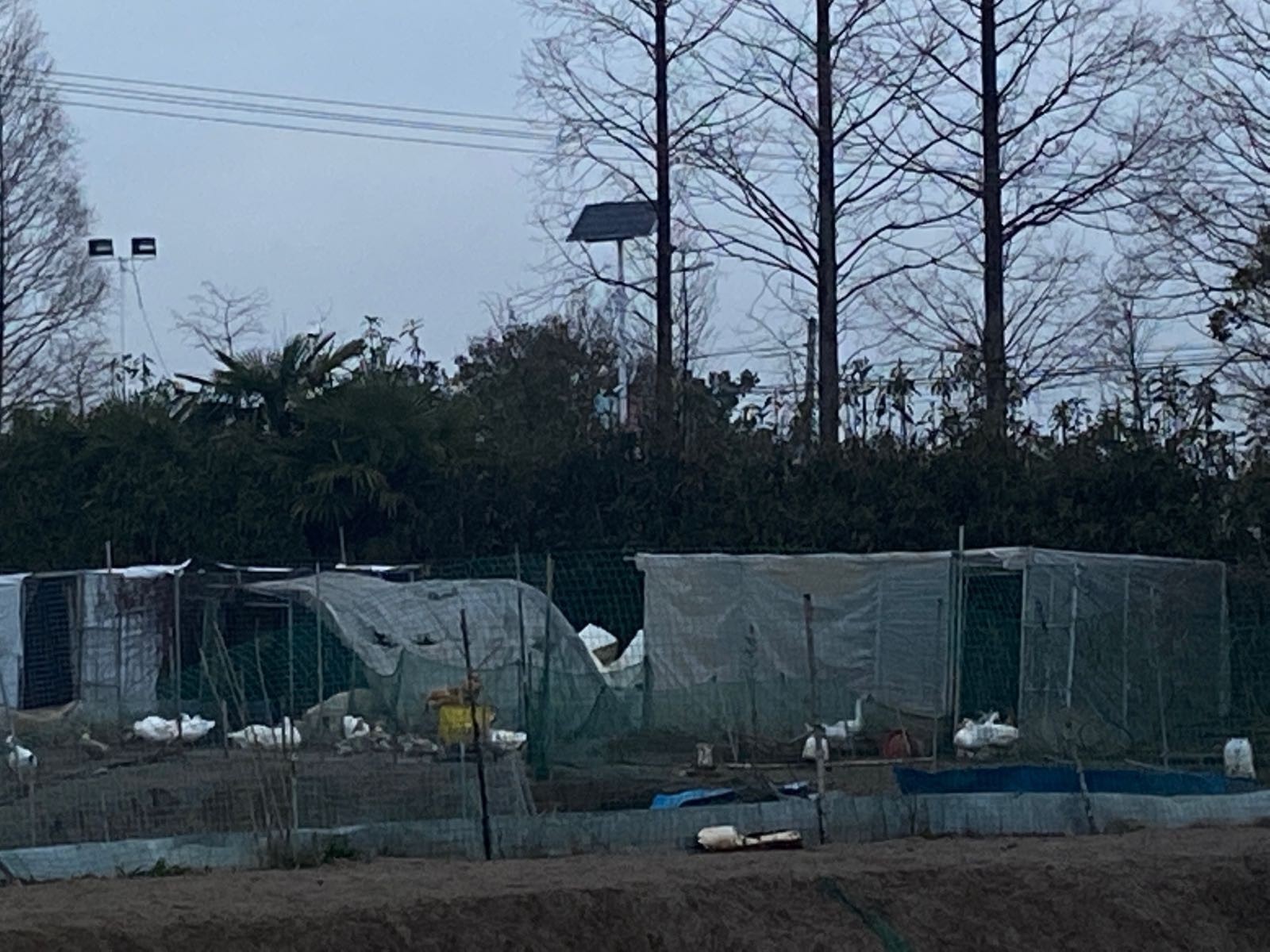 上海龍魚比賽的地點在哪里？