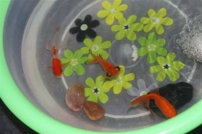 魚缸里魚的觀察日記：養魚技巧與誤區：關于魚缸里的觀察日記