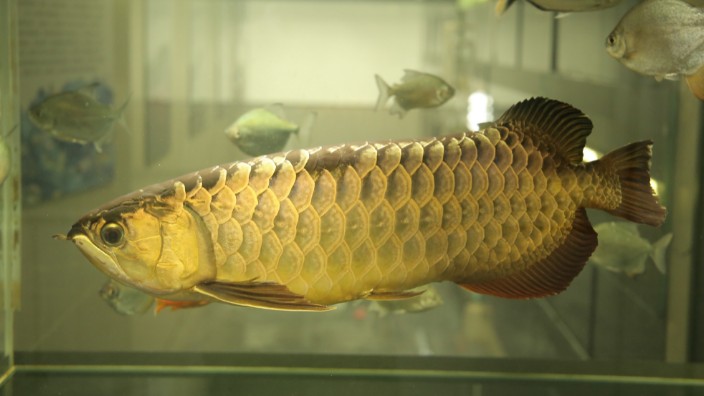 魚缸用增氧泵價格是多少:魚缸增氧機-xtrac增氧機-xtrac增氧機 羅山縣楠桿鎮田程園藝(羅山縣楠桿鎮田程園藝場地址) 全國水族館企業名錄 羅山縣楠桿鎮田程園藝(羅山縣楠桿鎮田程園藝場地址) 羅山縣楠桿鎮田程園藝(羅山縣楠桿鎮田程園藝場地址) 全國水族館企業名錄