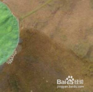 魚(yú)缸里面有紅秀怎么辦：魚(yú)缸里出現(xiàn)紅線蟲(chóng)的處理方法或許對(duì)魚(yú)缸有一定幫助 魚(yú)缸里面有紅秀怎么辦：魚(yú)缸里出現(xiàn)紅線蟲(chóng)的處理方法或許對(duì)魚(yú)缸有一定幫助 魚(yú)缸百科 第4張