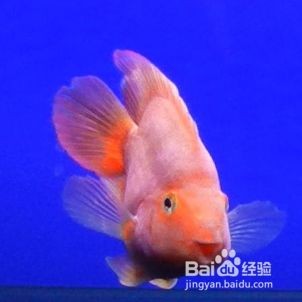 魚(yú)缸里面有紅秀怎么辦：魚(yú)缸里出現(xiàn)紅線蟲(chóng)的處理方法或許對(duì)魚(yú)缸有一定幫助 魚(yú)缸里面有紅秀怎么辦：魚(yú)缸里出現(xiàn)紅線蟲(chóng)的處理方法或許對(duì)魚(yú)缸有一定幫助 魚(yú)缸百科 第5張