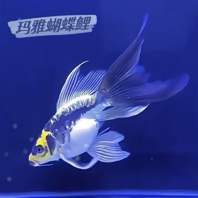 蝴蝶鯉魚介紹