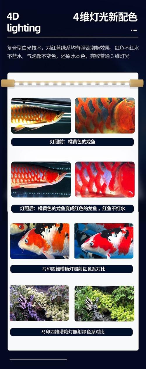 紅龍魚(yú)發(fā)色一定要用燈照嗎圖片