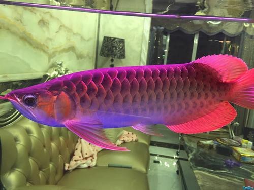 紅龍魚(yú)發(fā)色一定要用燈照嗎圖片