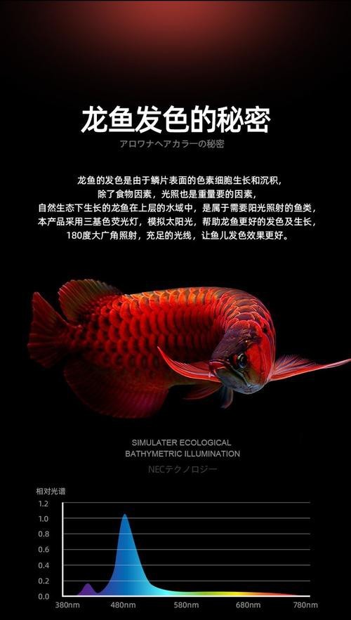 紅龍魚(yú)發(fā)色一定要用燈照嗎圖片