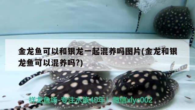 金龍魚可以和銀龍一起混養嗎圖片(金龍和銀龍魚可以混養嗎?) 金龍魚可以和銀龍一起混養嗎圖片(金龍和銀龍魚可以混養嗎?) 銀龍魚百科