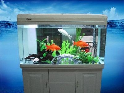 美式魚缸：南美風格魚缸水質管理方案南美風格魚缸水質管理方案
