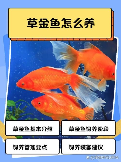 觀賞魚排名前十 觀賞魚排名前十 2025長城杯龍魚大賽 第10張