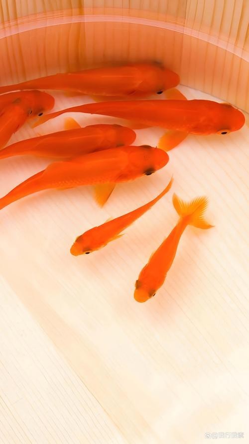 觀賞魚排名前十 觀賞魚排名前十 2025長城杯龍魚大賽 第12張