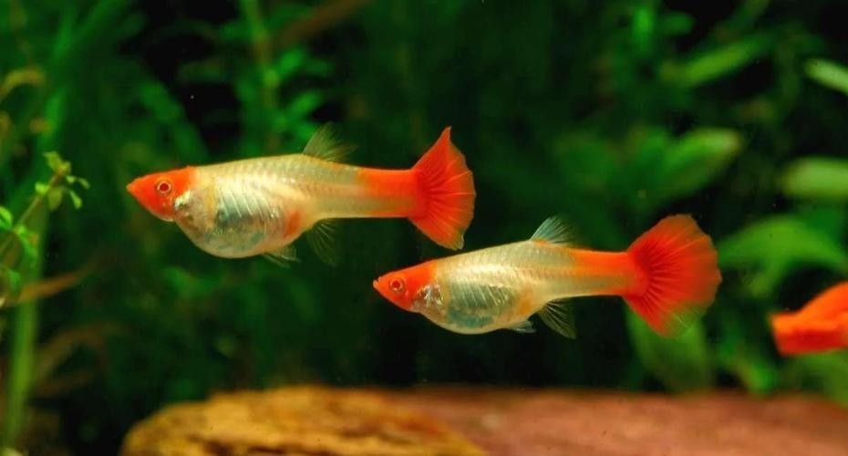 觀賞魚排名前十 觀賞魚排名前十 2025長城杯龍魚大賽 第2張