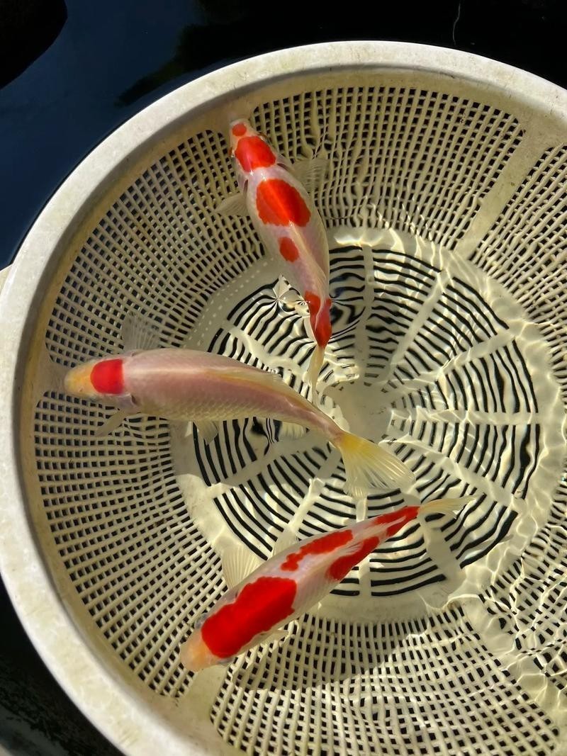 觀賞魚排名前十 觀賞魚排名前十 2025長城杯龍魚大賽 第9張