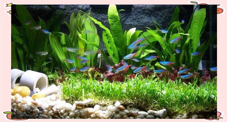 地圖魚養幾條最旺財