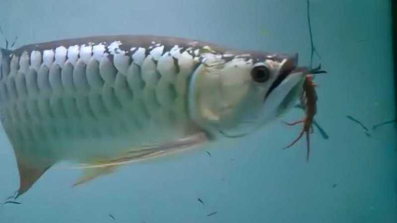金龍魚視頻在線播放