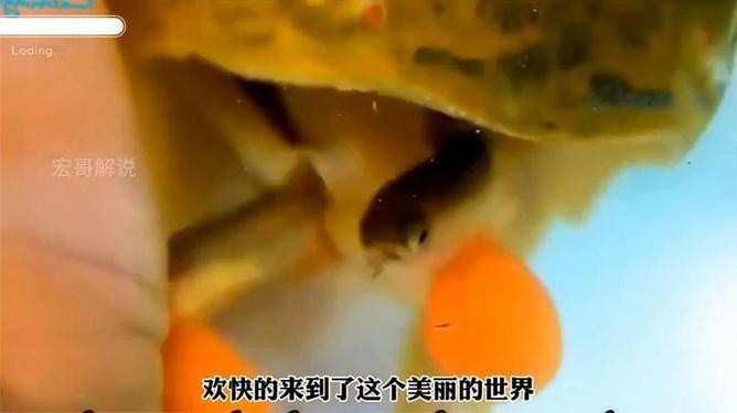 金龍魚視頻在線播放